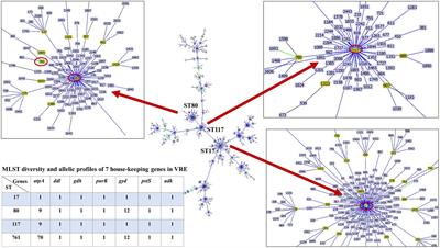 Genomic characterization of vancomycin-resistant Enterococcus faecium clonal complex 17 isolated from urine in tertiary hospitals in Northeastern Thailand